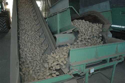 Landhandel Vasterling -lose Verladung von Kartoffeln