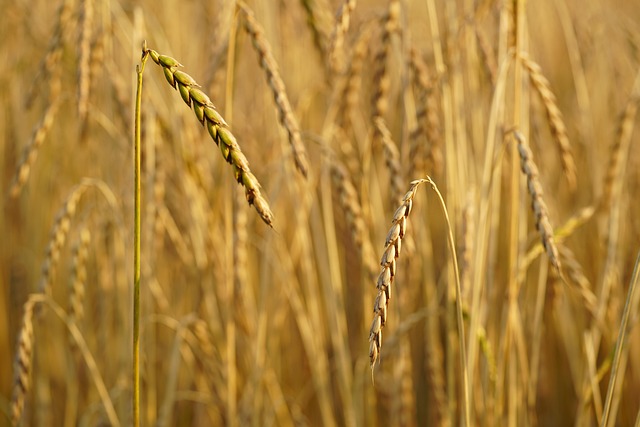 Dinkel