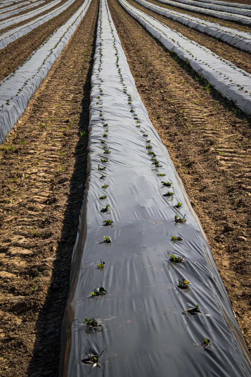 Folien in der Landwirtschaft
